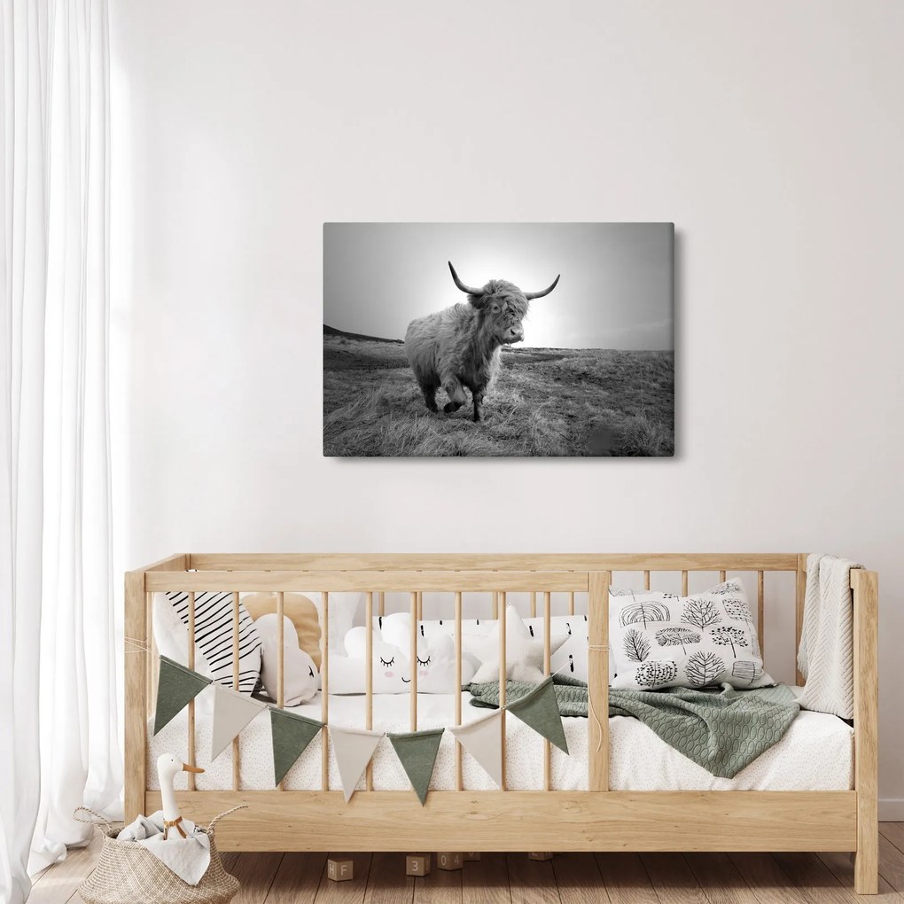 Kép - Skót tehén, fekete-fehér (90x60 cm)