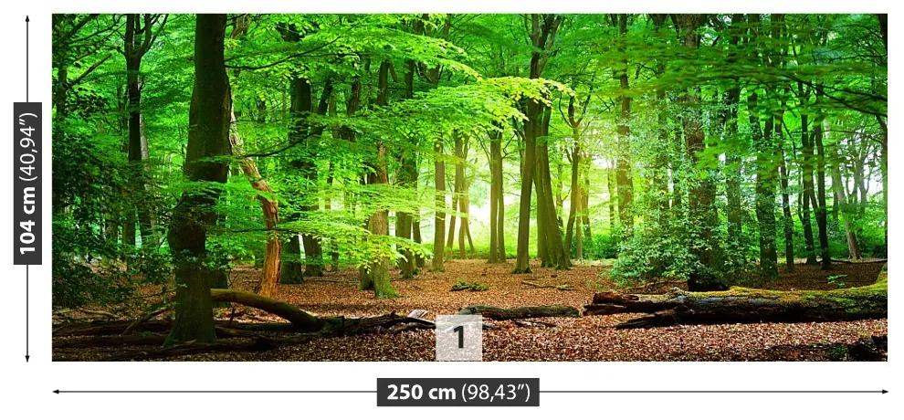 Fotótapéta tavaszi erdő 104x70 cm