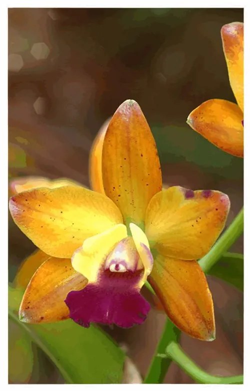 Poszter narancssárga orchidea