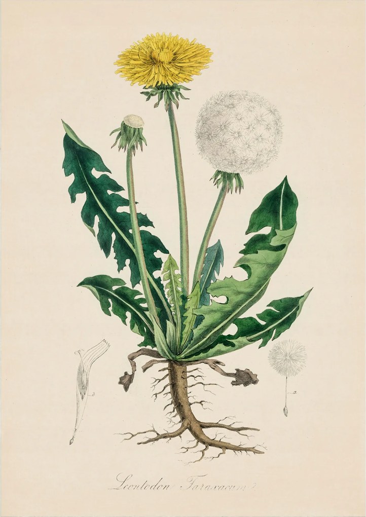 Botanikus poszter Retro szemölcs Vintage Poster