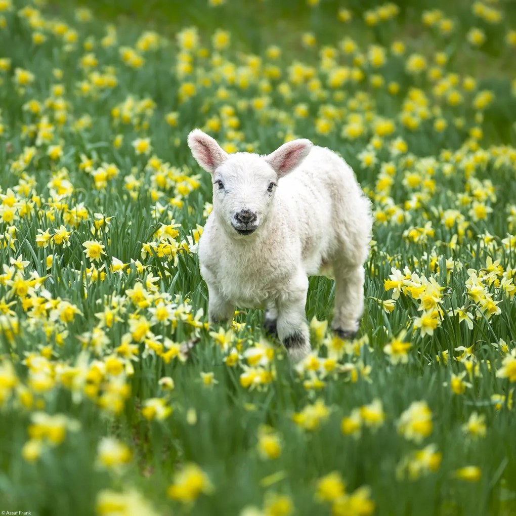 Poszter 30x30cm Bárány a nárciszmezőn, Assaf Frank