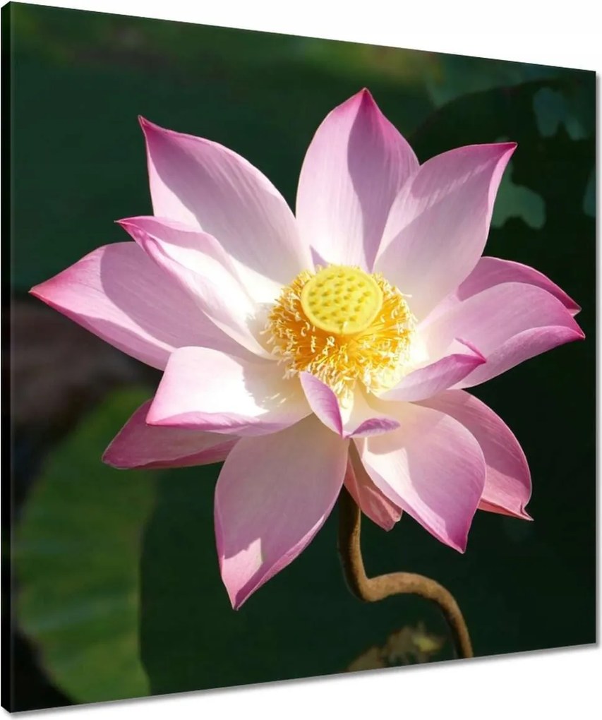 Vászonkép 60x60 Lótuszvirág