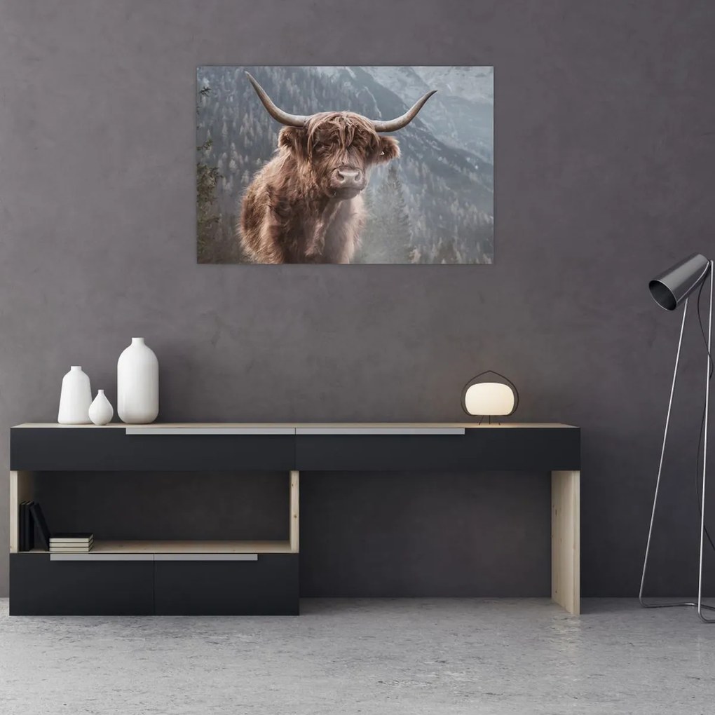 Kép - Highlander tehén (90x60 cm)