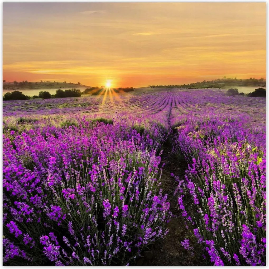 Poszterek 100x100 Levendula naplemente