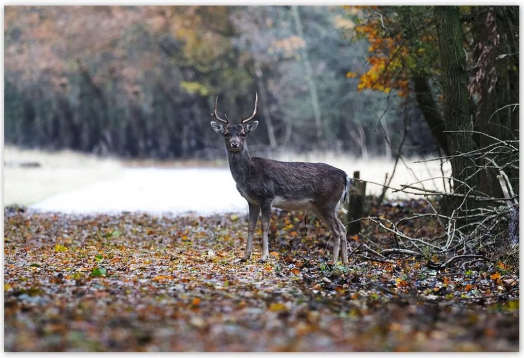 Poszterek 155x105 Szarvas az erdőben Erdő