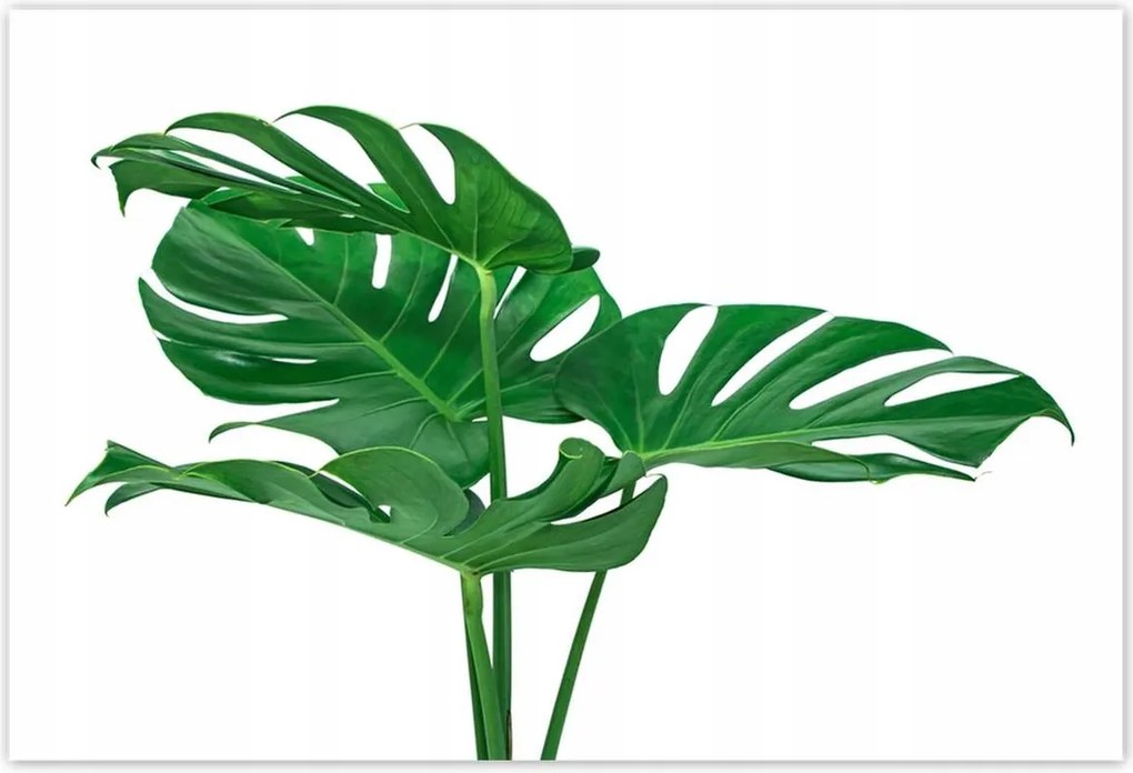 Poszterek 200x135 Monstera Lyukas levelek
