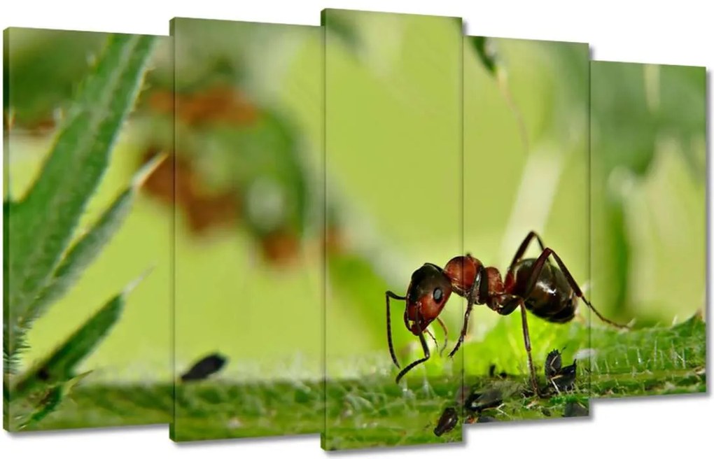 Festmények 100x60 Hangya Makró fotó
