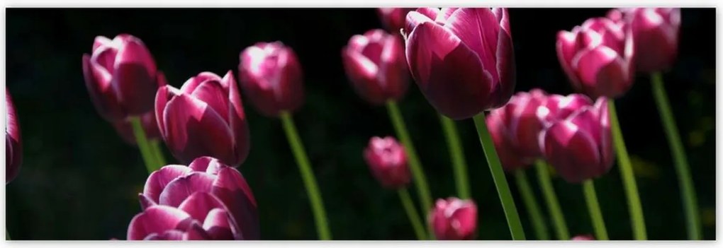 Poszterek 200x66 Lila tulipánok