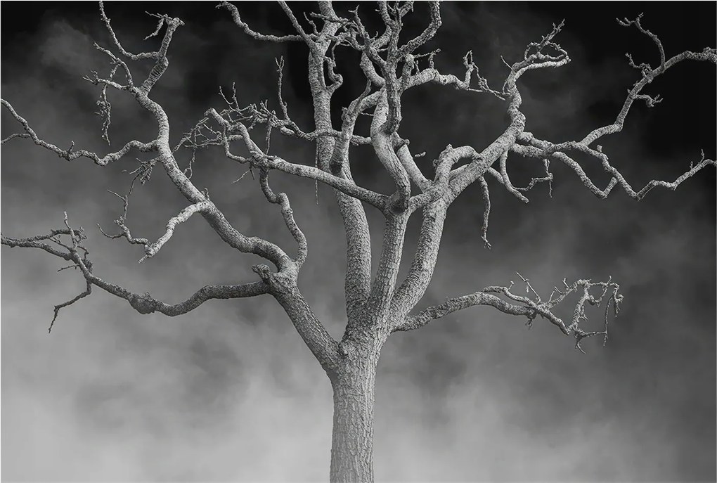 Fotótapéta Flizelina Nappali és Hálószoba Irodába Ködös fa 104x70 Ragasztó