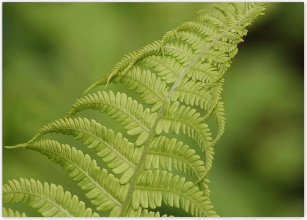 Poszterek 70x50 Páfrányok Erdő Zöld levél