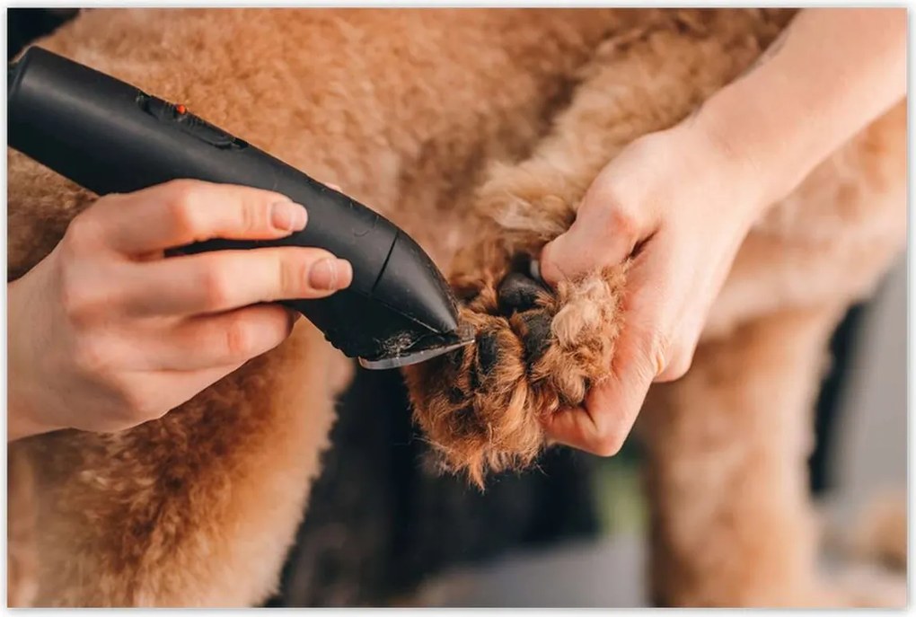 Poszterek 120x80 Kutya mancs hajvágás