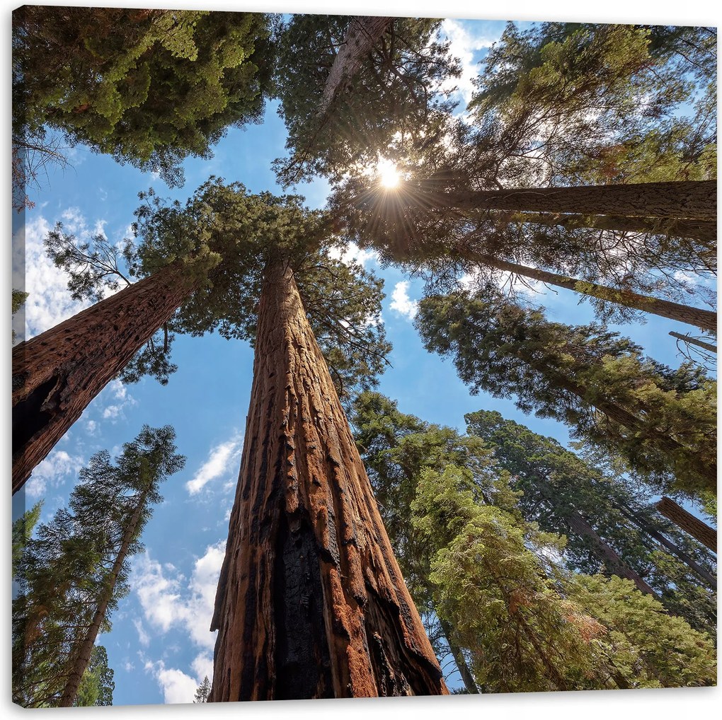 Vászonkép Magas fák Ég Természet Nap 60X60 cm