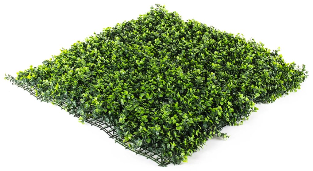 Hawaj Buxus High Premium műsövény | 100 x 100 cm