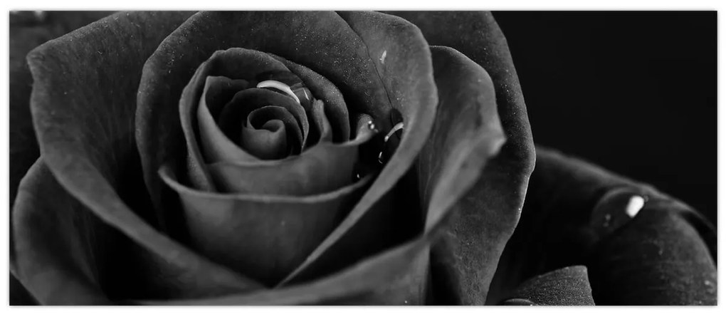 Kép - Bíborvörös rózsa (120x50 cm)