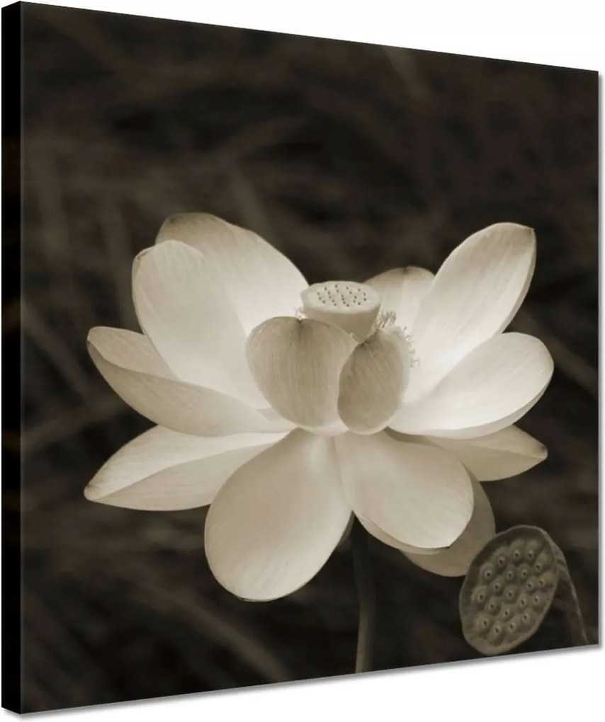 Vászonkép 30x30 Lótuszvirág