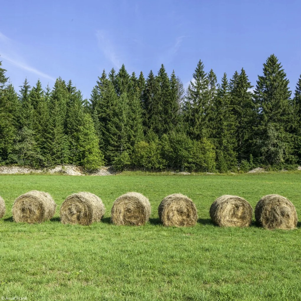 Poszter 20x20cm Szénakazalok a fűben, Assaf Frank