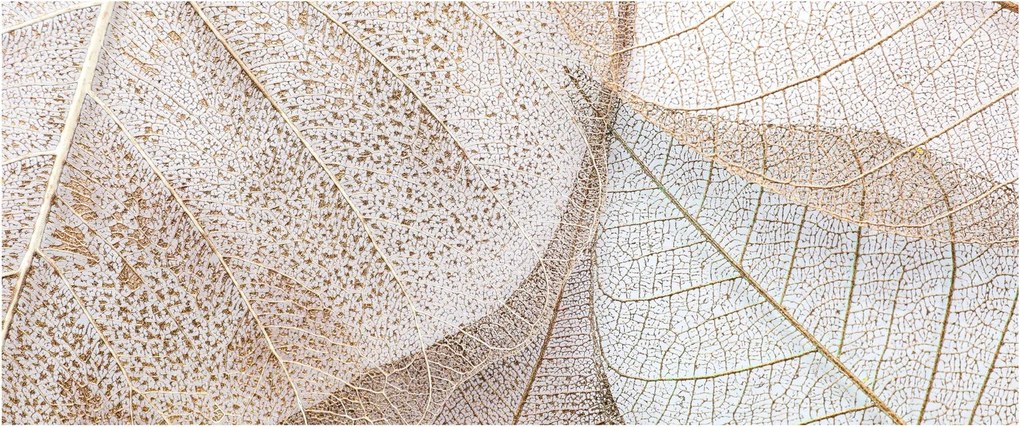 Kép - Bézs levelek (120x50 cm)