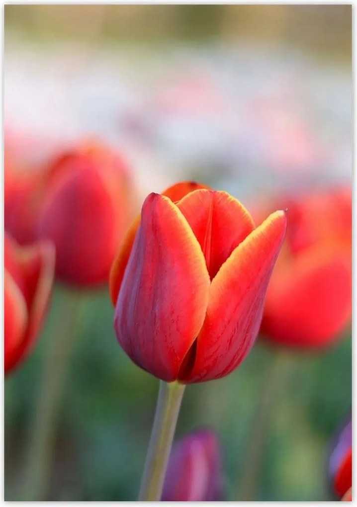 Poszterek 70x100 Tulipánok Virágok