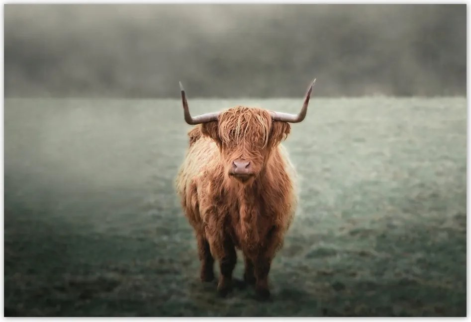 Poszterek 155x105 Skót szőrös tehén