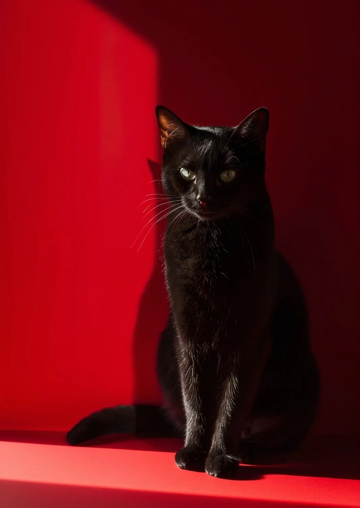 Poszter 42x59,4cm Elegancia az árnyékban