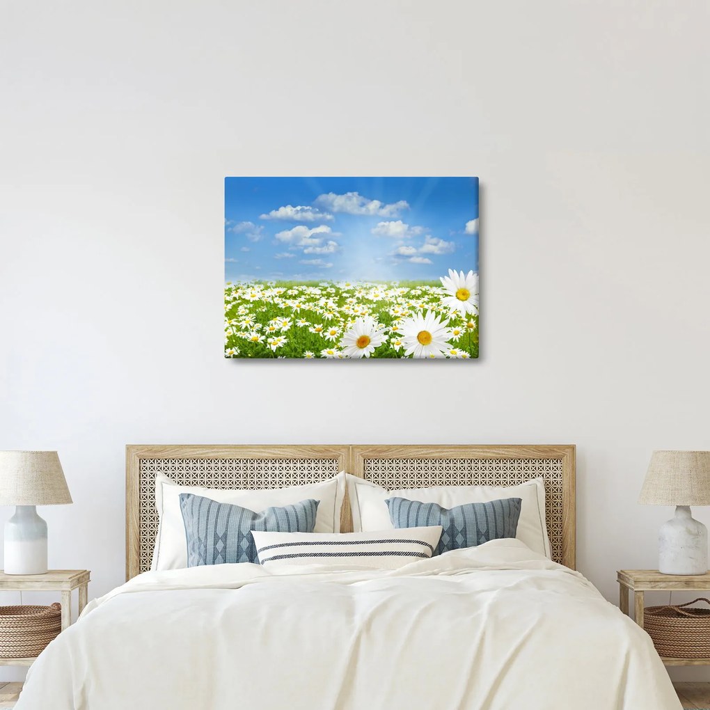 A virágzó rét százszorszépekkel képe (70x50 cm)