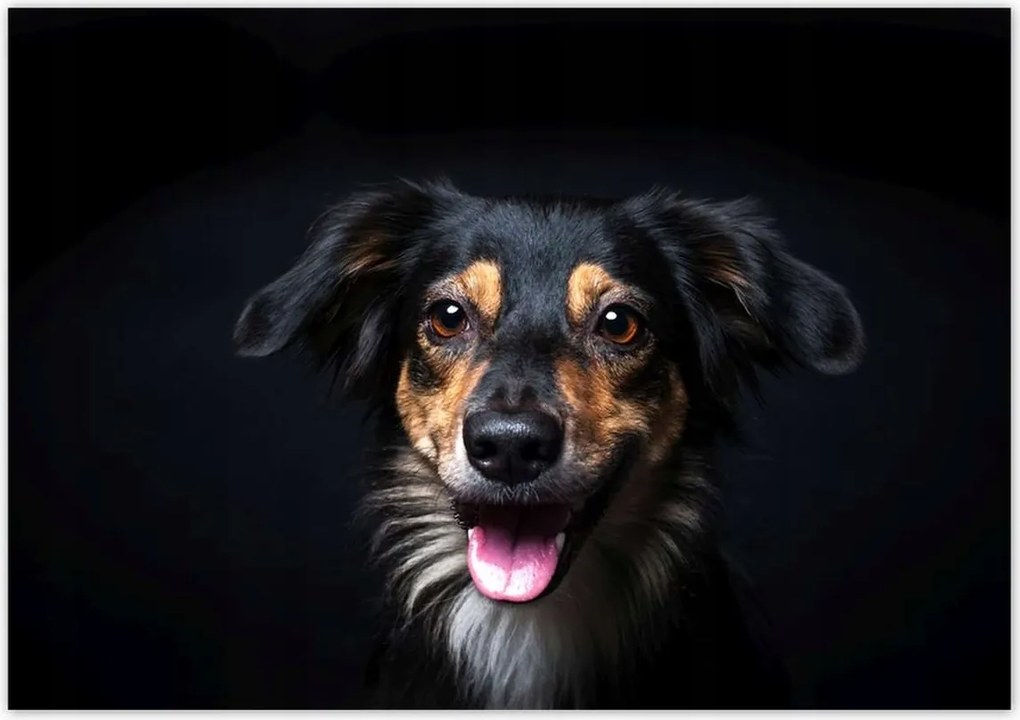 Poszterek 100x70 Border Collie portré