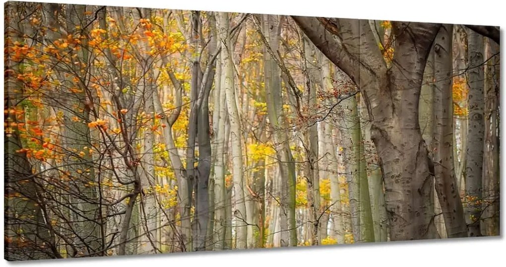 Festmények 120x60 Tájkép Látvány