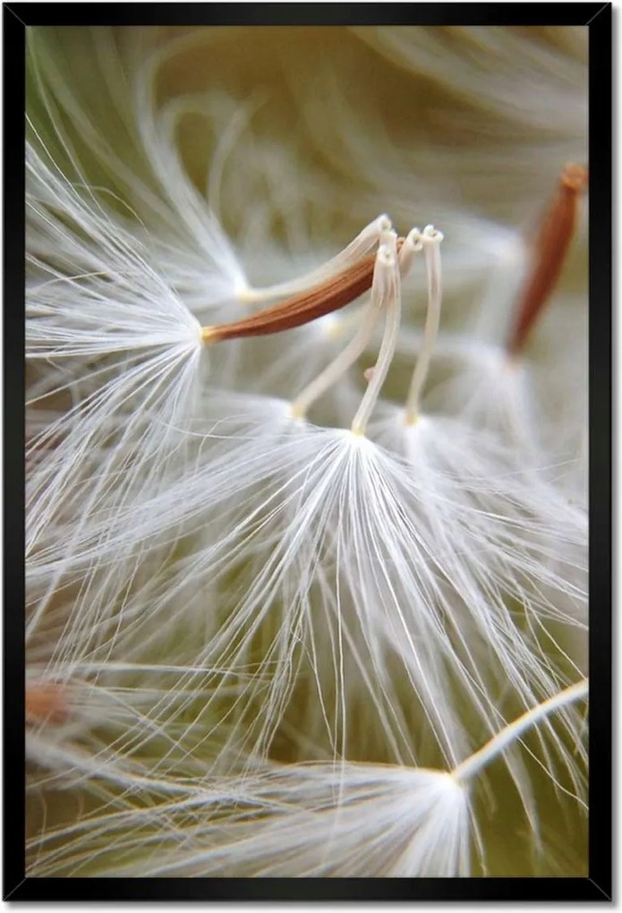 Poszterek keretben 40x60 Pitypang Virág Virágok