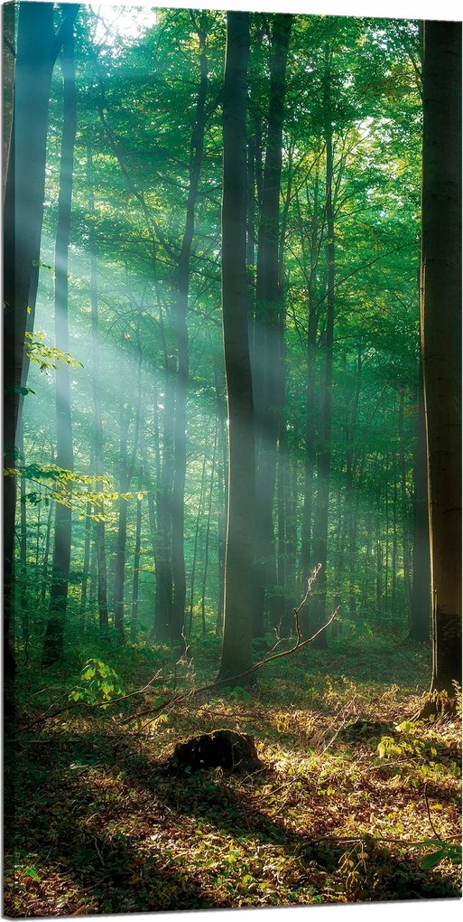 Vászonkép Erdő Fák Nap sugarai 60x120 cm