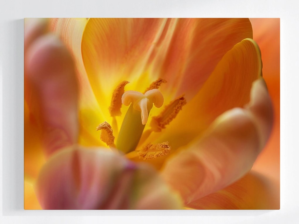 Vászonkép Canvas Virág Sárga Tulipán Természet Makró Fotó 80x60