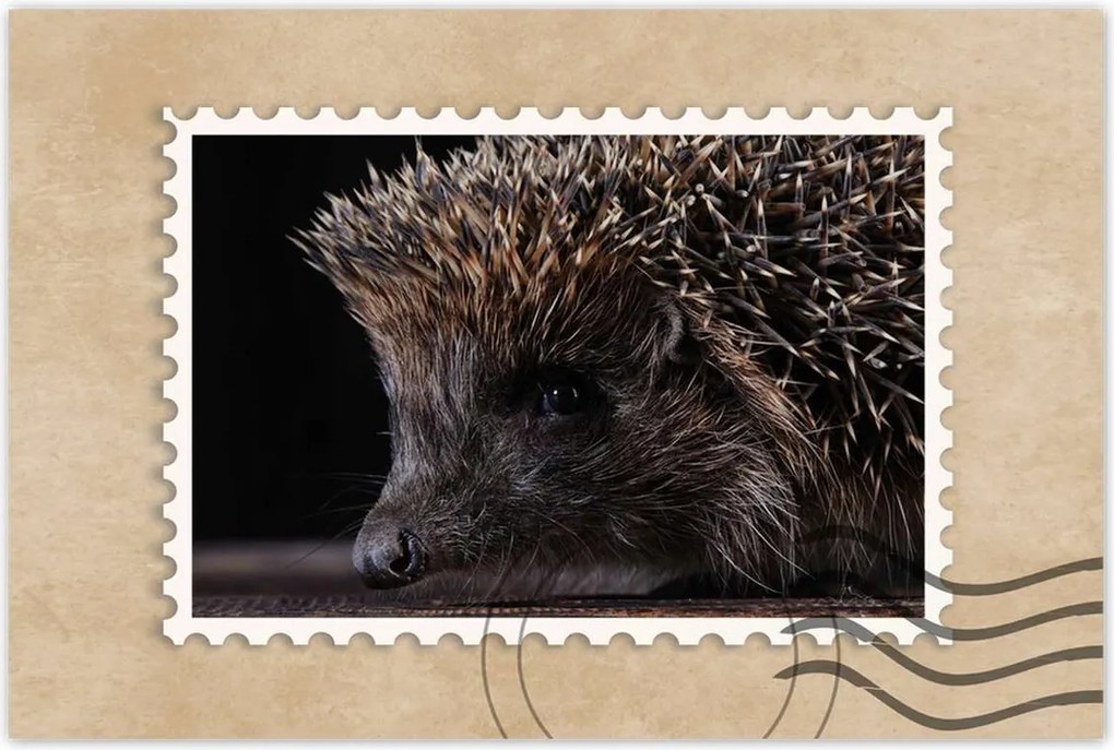 Poszterek 60x40 Kis sündisznó portré