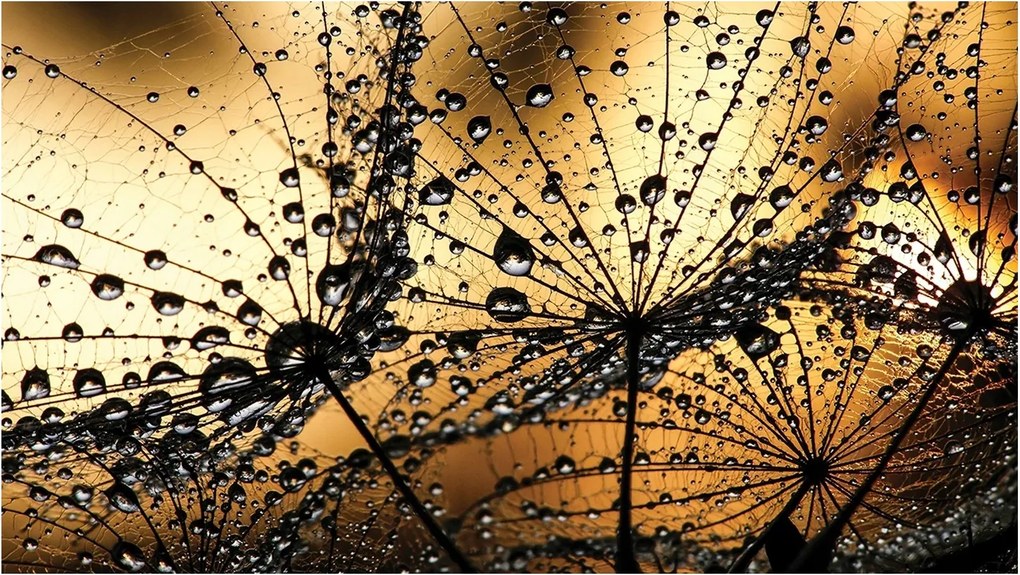 3D fotótapéta Pitypang Virágok Nappali XXL 416x254