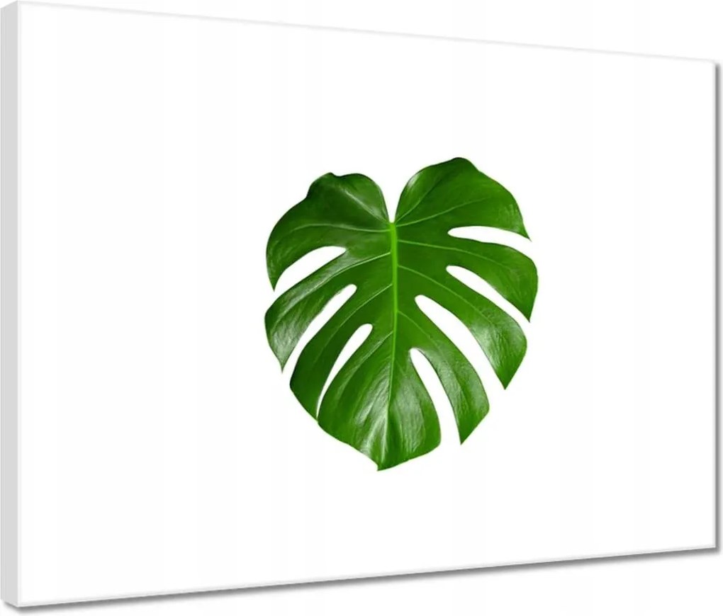 Vászonkép 40x30 Monstera Lyukas levelek