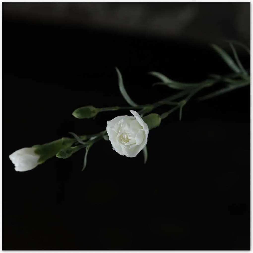 Poszterek 140x140 Fehér szegfű virágok