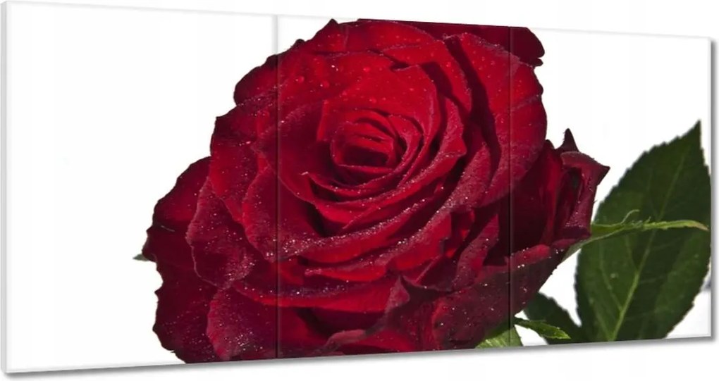 Vászonkép 120x60 Vörös rózsa fehéren