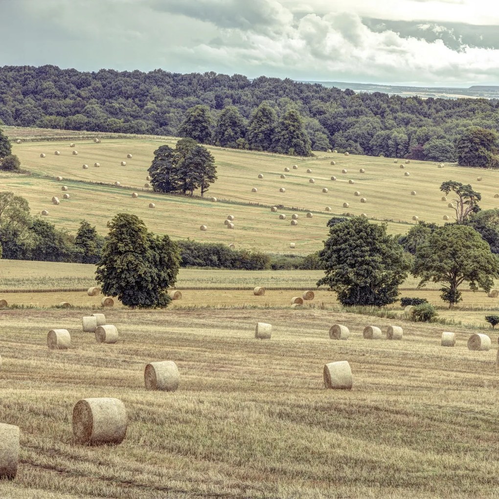 Poszter 80x80cm Szénakazalok a mezőkön 2, Assaf Frank