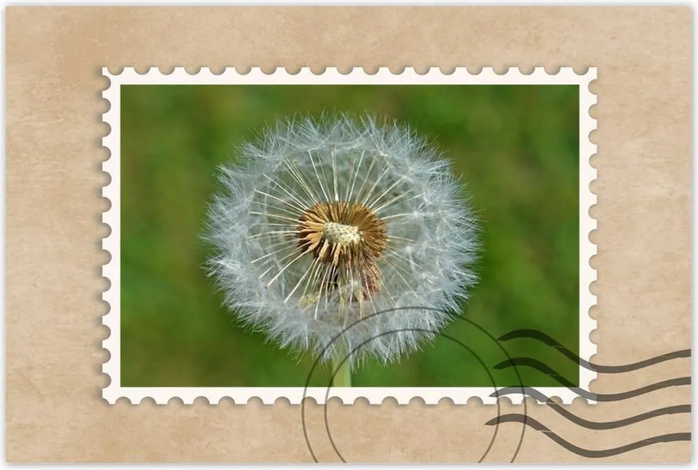 Poszterek 120x80 Pitypang Virág Virágok