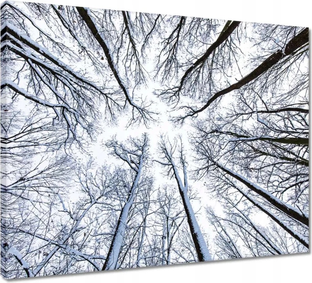 Vászonkép 50x40 Fa Fák Kilátás