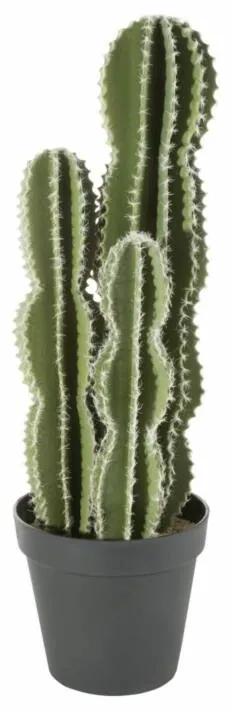Kaktusz 8