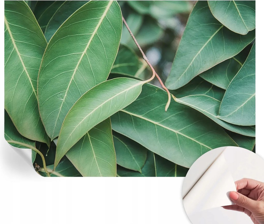 Design fali fotótapéta öntapadós zöld levelek 312x219 cm