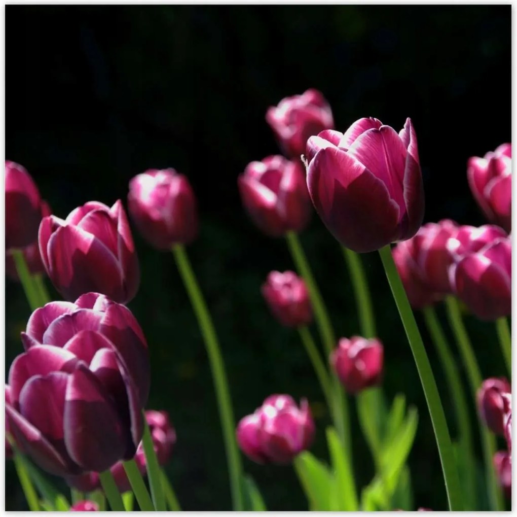 Poszterek 70x70 Lila tulipánok