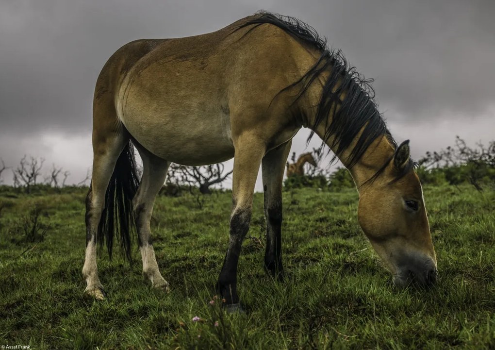 Poszter 29,7x21cm Ló a füves területen, Assaf Frank