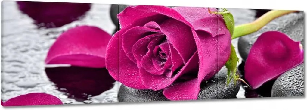 Vászonkép 60x20 Rózsaszín rózsa köveken