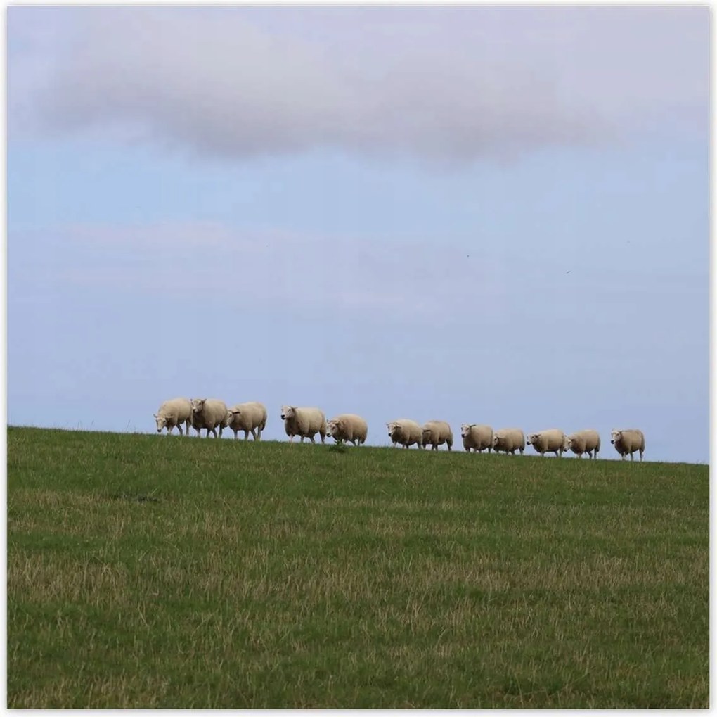 Poszterek 100x100 Juh legeltetés Bárányok Juhok