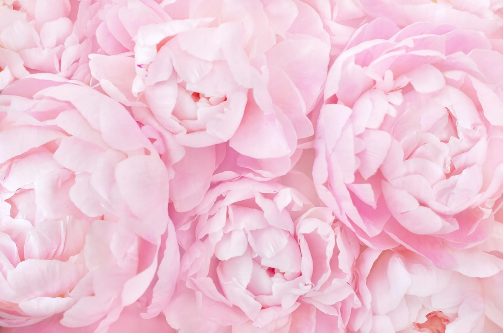 Fotótapéta Peonie Bazsarózsa Virágok P04 490x260