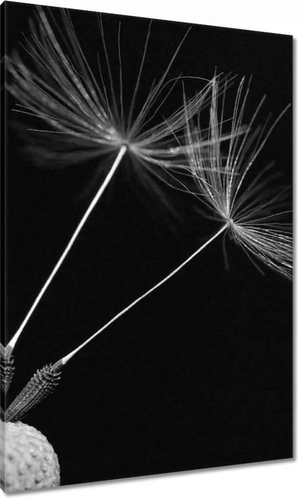 Vászonkép 70x100 Pitypang Virág Virágok