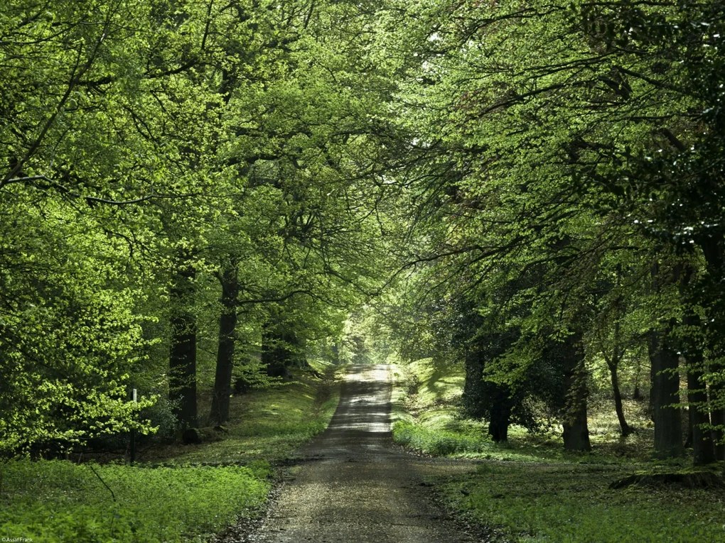 Poszter 40x30cm Tavaszi erdei ösvény, Assaf Frank