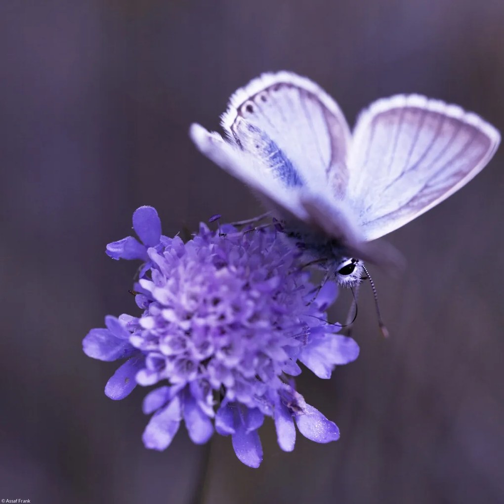 Poszter 30x30cm Pillangó a virágon, Assaf Frank