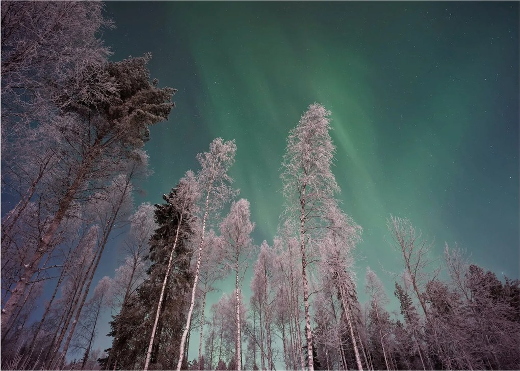 Az aurora borealis képe fagyos fák felett (üvegen) (70x50 cm)