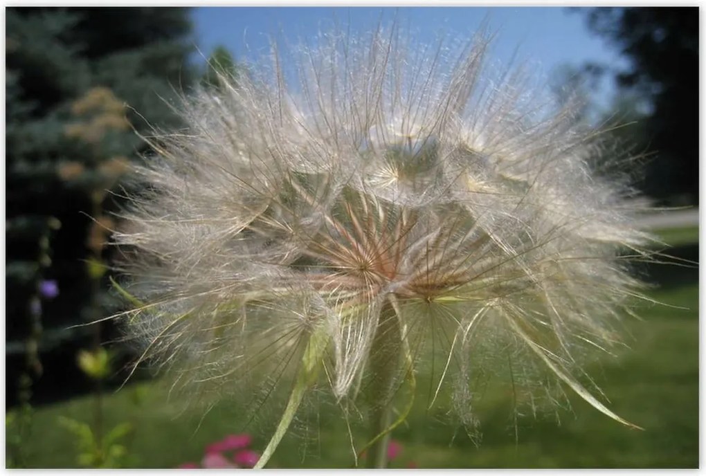 Poszterek 120x80 Pitypang Virág Virágok